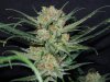 3rd MS Grow 050.jpg