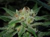 3rd MS Grow 051.jpg