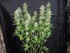 3rd MS Grow 055.jpg