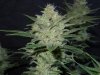 3rd MS Grow 062.jpg