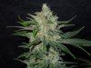 3rd MS Grow 064.jpg