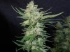3rd MS Grow 070.jpg
