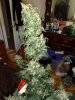 DSC00534.JPG