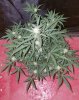 20170222_065635.jpg