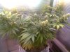 Money Maker End week 5 Flower..jpg