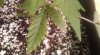 IMAG0239.jpg