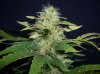 MF_7-25-12 4.JPG
