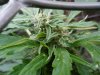 Mazar bud.jpg