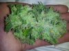 2012-07-26 17.02.14.jpg