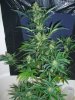 AD_7-27-12 2 @ 9 WKS.JPG