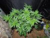 3rd MS Grow 032.jpg 3rd MS Grow 032.jpg