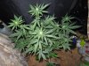 3rd MS Grow 035.jpg 3rd MS Grow 035.jpg