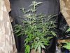 3rd MS Grow 033.jpg 3rd MS Grow 033.jpg