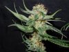 3rd MS Grow 013.jpg 3rd MS Grow 013.jpg