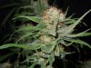 3rd MS Grow 009.jpg 3rd MS Grow 009.jpg