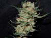 3rd MS Grow 006.jpg 3rd MS Grow 006.jpg