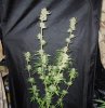 3rd MS Grow 001.jpg 3rd MS Grow 001.jpg