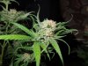 3rd MS Grow 025.jpg 3rd MS Grow 025.jpg