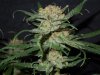 3rd MS Grow 020.jpg 3rd MS Grow 020.jpg