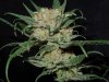 3rd MS Grow 019.jpg 3rd MS Grow 019.jpg