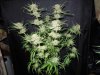 3rd MS Grow 015.jpg 3rd MS Grow 015.jpg