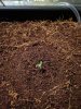 IMG_20170308_055641.jpg