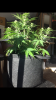 IMG_7711.PNG IMG_7711.PNG