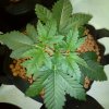 chocolate skunk #2.jpg