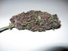 Sexxy nug.JPG