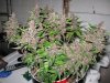 pre-chop (1).JPG