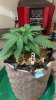 IMAG0635.jpg