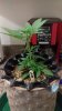 IMAG0636.jpg