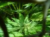 A td flower.jpg