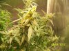 Next Grow X 010.jpg