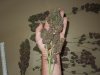 Mossys seeds 016.jpg