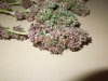 Mossys seeds 013.jpg