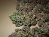 Mossys seeds 010.jpg