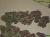 Mossys seeds 007.jpg