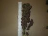 Mossys seeds 008.jpg