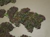 Mossys seeds 006.jpg