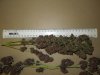 Mossys seeds 002.jpg