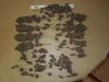 Mossys seeds 001.jpg