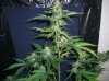 CJ_8-5-12 2.JPG