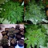 nyc deisel and 2x chocolate skunk.jpg