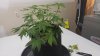 20170319_204247.jpg