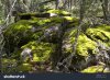 stock-photo-mossy-large-rocks-in-a-magic-forest-a-rolling-stone-gathers-no-moss-1150610.jpg