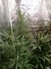 IMG_20170326_194234.jpg