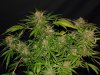 2011-05-24 001 004ed2.jpg