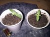 IMG00699-20120813-1606.jpg