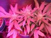 DSCF4319.jpg